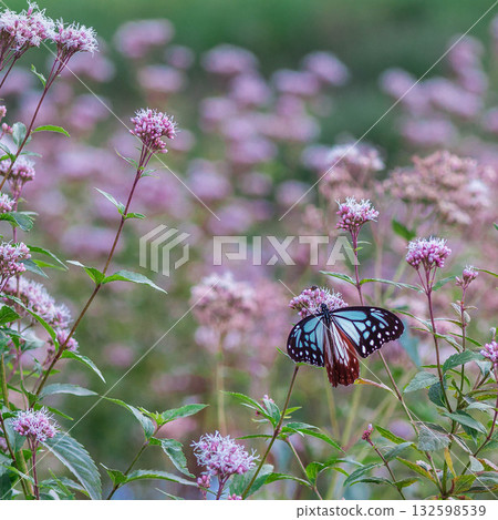一隻栗蝶正在吸食日本鳶尾花的花蜜，地點：豐川市東三河故鄉公園 132598539