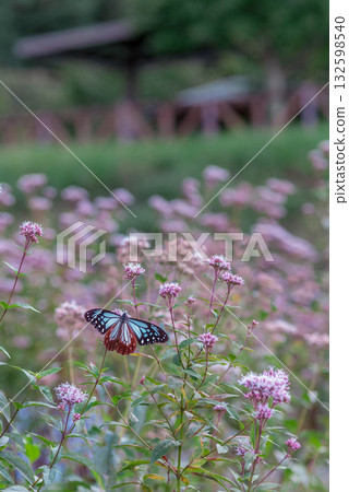 栗蝴蝶 豐川市 東三河故裡公園 栗蝴蝶 豐川市 東三河故裡公園 132598540