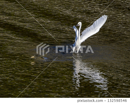 一條逃竄的魚和一隻追逐它的小白鷺。 132598546