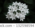 White flower of pentas 132598594
