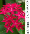 Pentas red flower 132598595