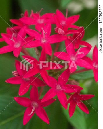 Pentas紅色花 132598595
