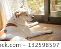 Dog sunbathing 132598597