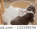 Cat sleeping together 132598598