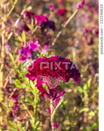 生動的Keito花 132598620