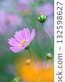 Autumn flower cosmos pink cosmos is blooming 132598627
