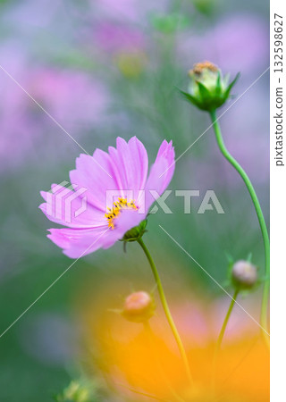 Autumn flower cosmos pink cosmos is blooming Autumn flower cosmos pink cosmos is blooming 132598627