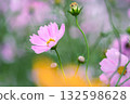 Cosmos flowers 132598628