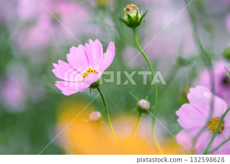 波斯菊花 波斯菊花 132598628