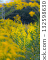 A colony of tall goldenrod 132598630