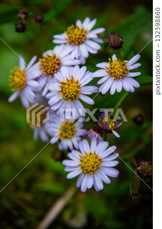 Yomena的花 132598860