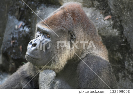 一隻大猩猩靜靜地站著，等待著快門按下，彷彿在問它是否想被拍照。 132599008