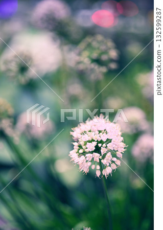 白花 白花 132599287