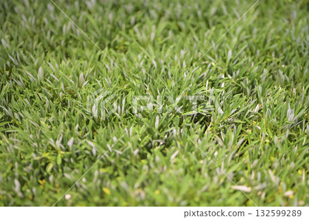 草坪 草坪 132599289
