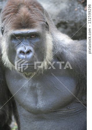 A gorilla with an ugly look who dislikes people with ugly looks A gorilla with an ugly look who dislikes people with ugly looks 132599296