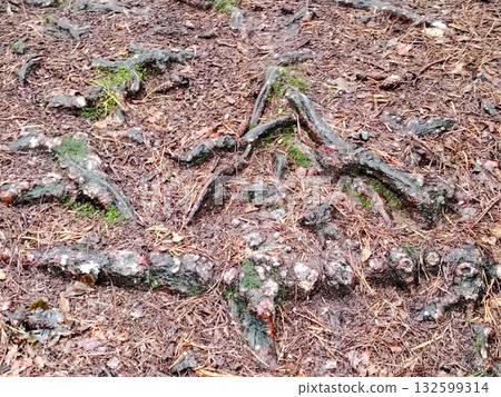 Roots and pine needles covering the forest ground. 132599314