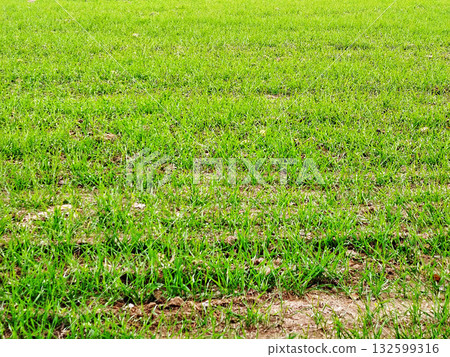 Green grass in a field. 132599316