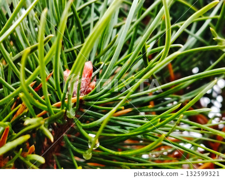 Close up of vibrant green pine needles with water drops. Close up of vibrant green pine needles with water drops. 132599321