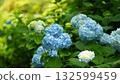 Blue hydrangea blooming brightly 132599459