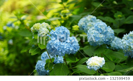 藍色繡球花明亮地開花 藍色繡球花明亮地開花 132599459