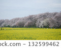 Cherry blossoms and rape blossoms at Satte Gongendo Temple in spring 132599462