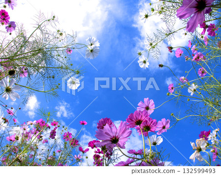 在京都府木津川市國之宮遺址附近的田野裡,大波斯菊在藍天下閃閃發光 在京都府木津川市國之宮遺址附近的田野裡,大波斯菊在藍天下閃閃發光 132599493