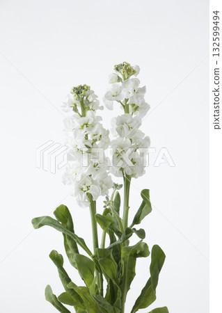 庫存白 庫存白 132599494