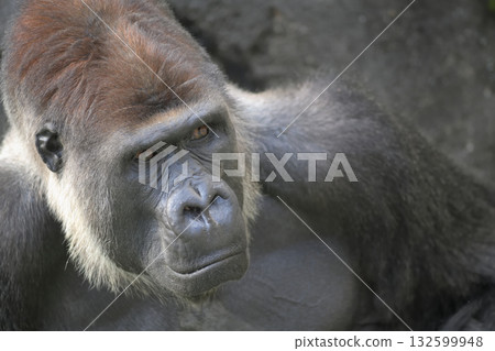 這隻大猩猩希望拍下一張能捕捉男人憂鬱神情的照片。 這隻大猩猩希望拍下一張能捕捉男人憂鬱神情的照片。 132599948