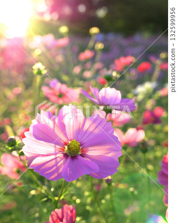 A close-up photo of cosmos flowers illuminated by the setting sun in a field near the remains of Kuninomiya Palace in Kizugawa City, Kyoto Prefecture. A close-up photo of cosmos flowers illuminated by the setting sun in a field near the remains of Kuninomiya Palace in Kizugawa City, Kyoto Prefecture. 132599956
