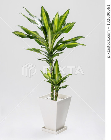 Houseplant: Tree of Happiness 132600061