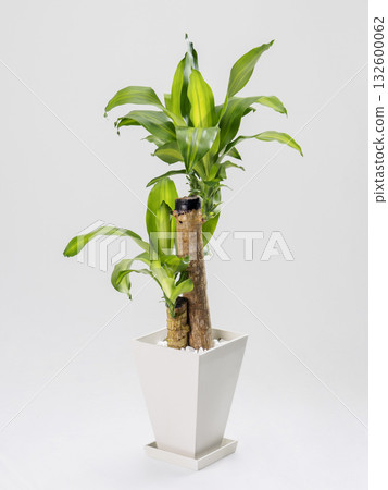 Houseplant: Tree of Happiness Houseplant: Tree of Happiness 132600062