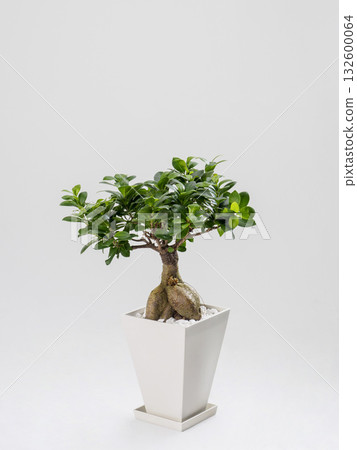 觀賞植物Gajumaru 觀賞植物Gajumaru 132600064