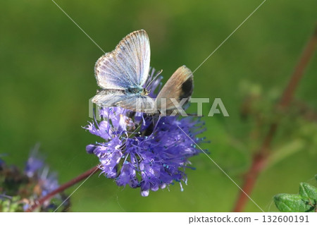 兩隻蝴蝶從秋天花園裡盛開的紫色花朵中吸取花蜜。 132600191