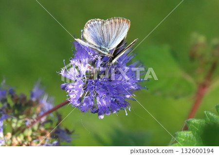 Two butterflies sucking nectar from the purple flowers of a flower blooming in the autumn garden. Two butterflies sucking nectar from the purple flowers of a flower blooming in the autumn garden. 132600194
