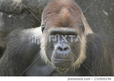 一隻大猩猩想要謙遜地詢問外國人他們來自哪裡 132600246