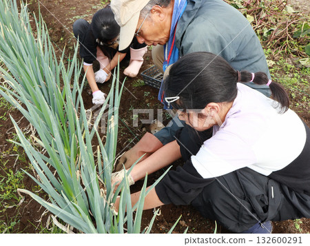 Family harvesting green onions 132600291