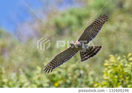 一隻年輕的雄性雀鷹飛越山脈 132600296