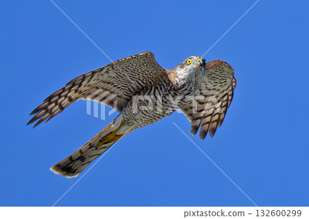 一隻年輕的雌性雀鷹 一隻年輕的雌性雀鷹 132600299