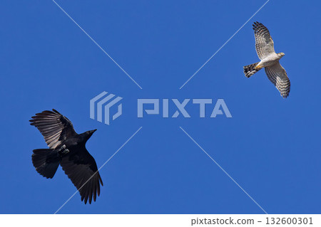 一隻幼年雀鷹正逃離一隻烏鴉的追捕。 132600301