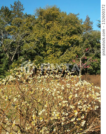 Mizumoto Park scenery in early spring with Mitsumata flowers in bloom Mizumoto Park scenery in early spring with Mitsumata flowers in bloom 132600372