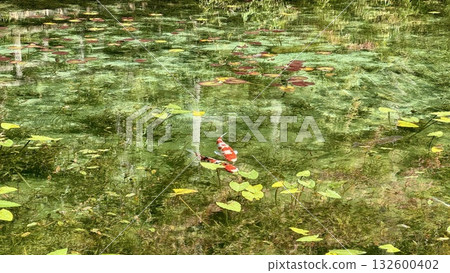 Two carp swimming in a clear pond (sunny afternoon) 132600402