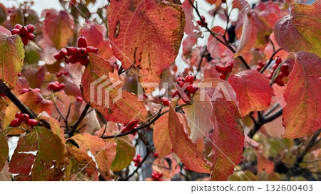 Close-up of autumn dogwood leaves and nuts (cloudy day) Close-up of autumn dogwood leaves and nuts (cloudy day) 132600403