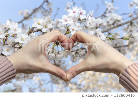 Spring full of love and cherry blossoms Spring full of love and cherry blossoms 132600416