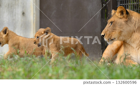 Lion cubs playing under the watchful eye of their mother 132600596
