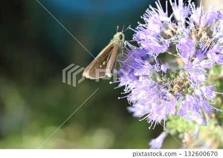 A skipper butterfly sucking nectar from a purple daisy flower blooming in an autumn garden 132600670