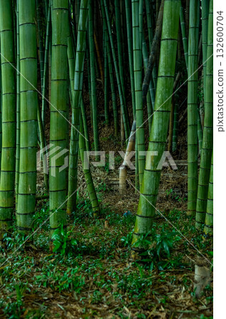 日本竹林 日本竹林 132600704
