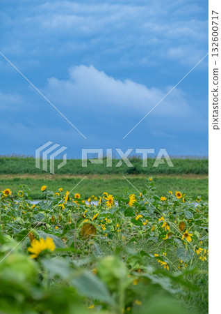 Sunflower of October 132600717