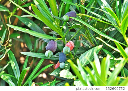Inumaki fruit (autumn, October) Inumaki fruit (autumn, October) 132600752