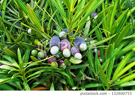 Inumaki fruit (autumn, October) 132600755