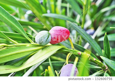 Inumaki fruit (autumn, October) Inumaki fruit (autumn, October) 132600756